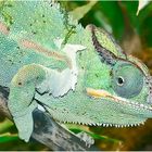 CHAMELEON PORTRAIT