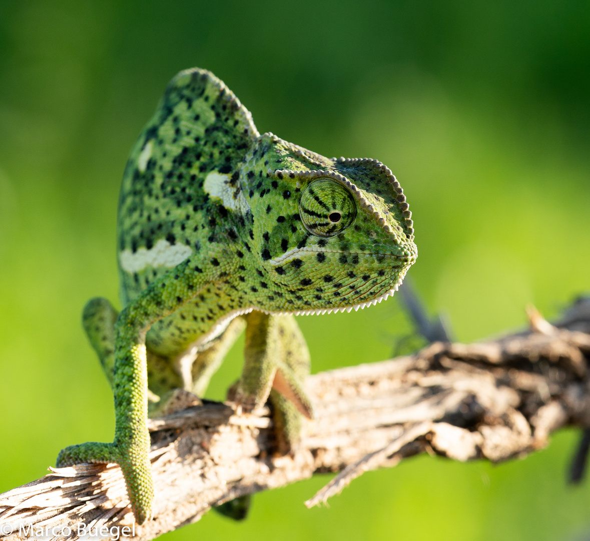 Chameleon Südafrika