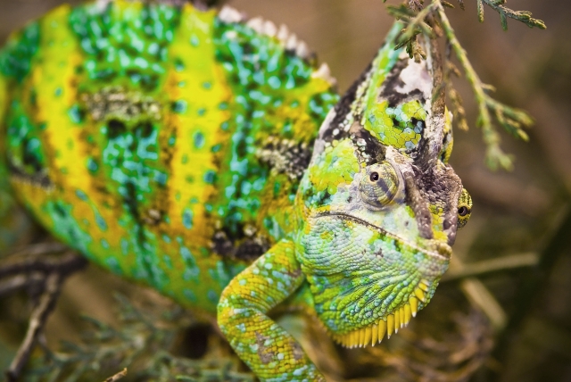 Chameleon Teil2