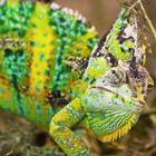 Chameleon Teil2