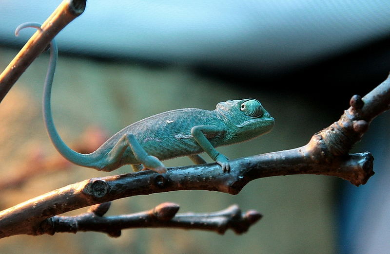 chameleonblau