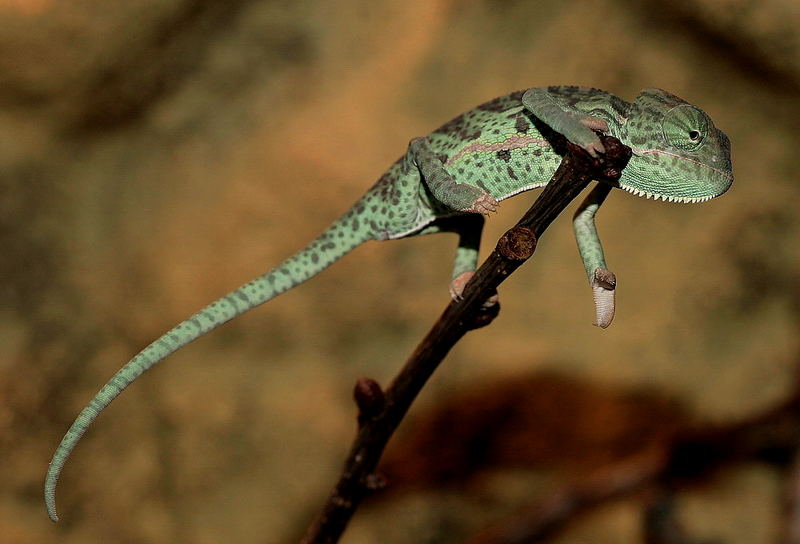 Chameleonfoto und seine Entstehung ......Zeichen einer guten Community