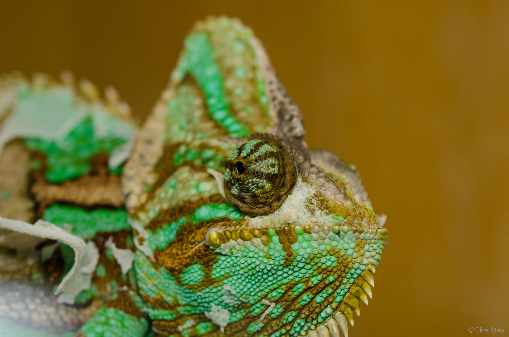 Chameleonportrait