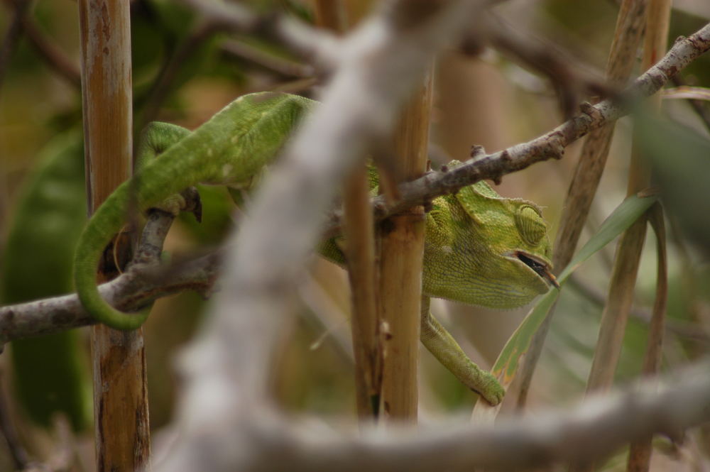 chameleons breakfast