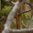 chameleons breakfast