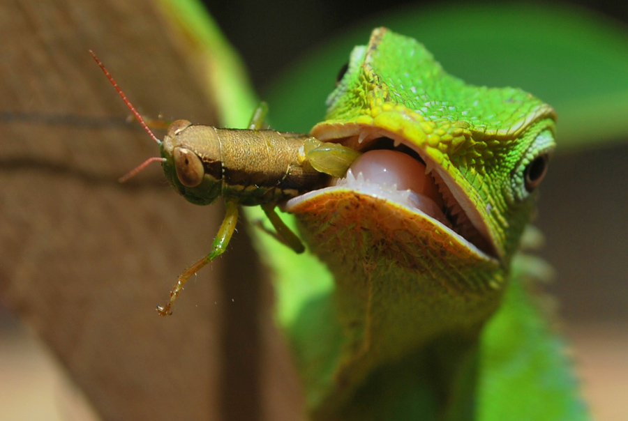 Chameleon's Cigar