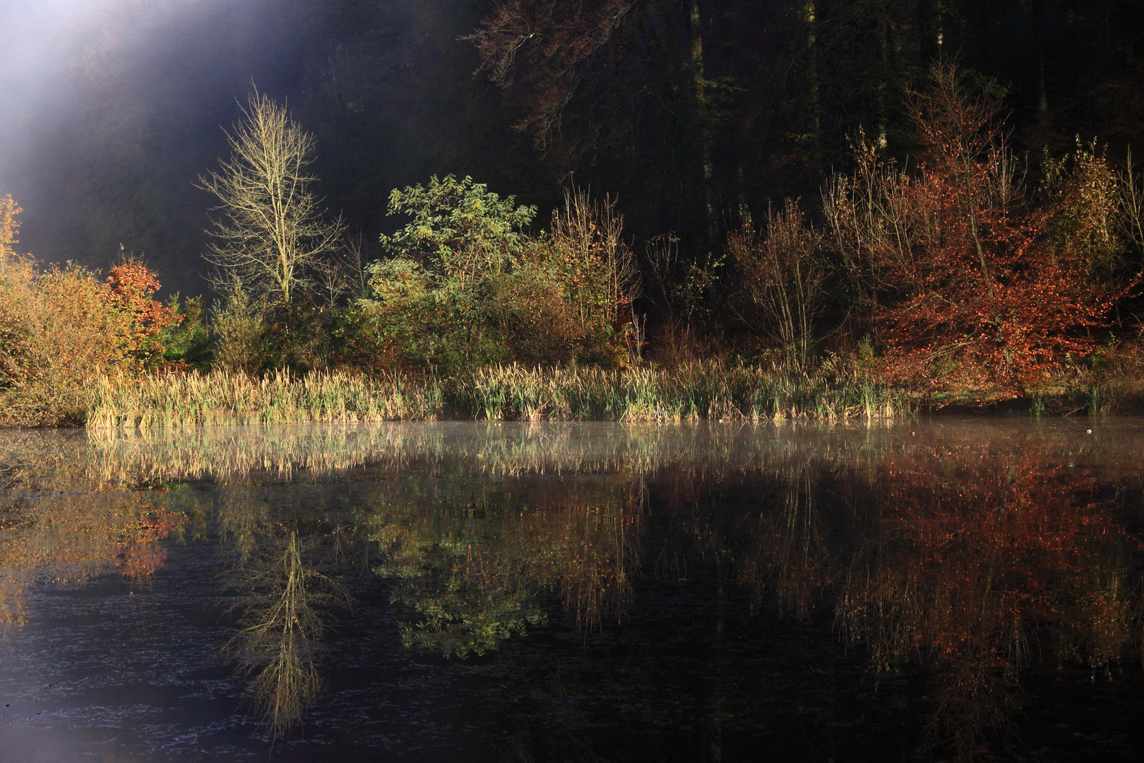 Chameleux un matin d'automne.