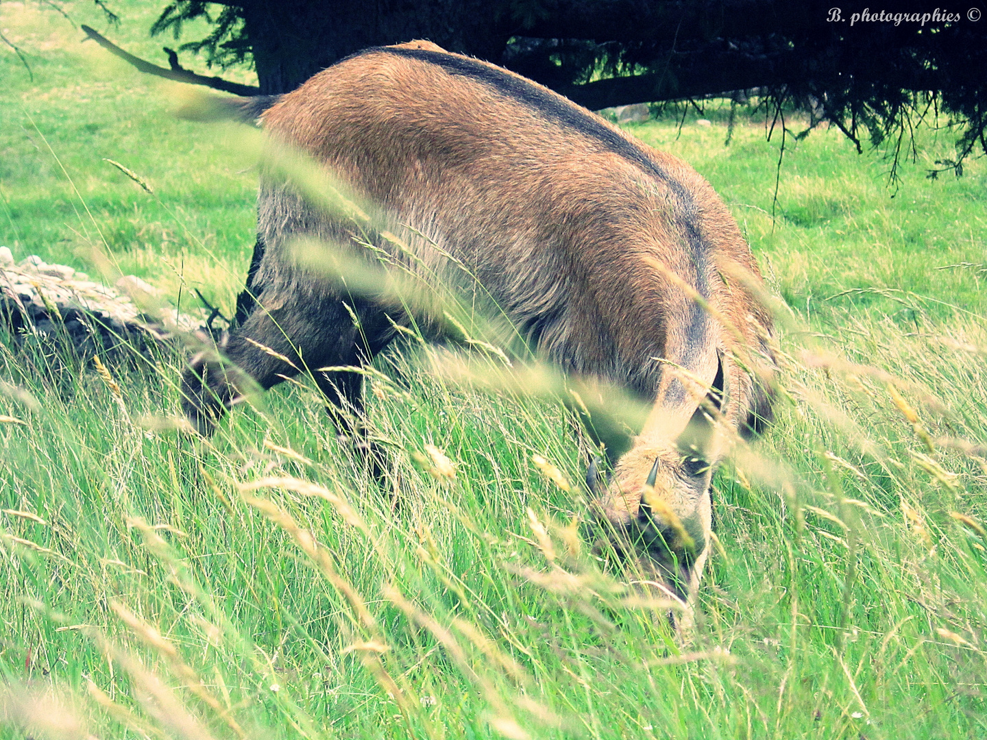 Chamois