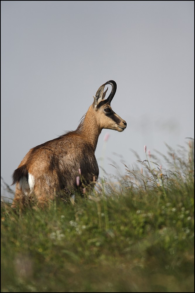 Chamois....