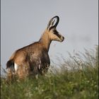 Chamois....