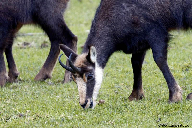 Chamois -