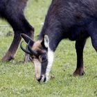 Chamois -