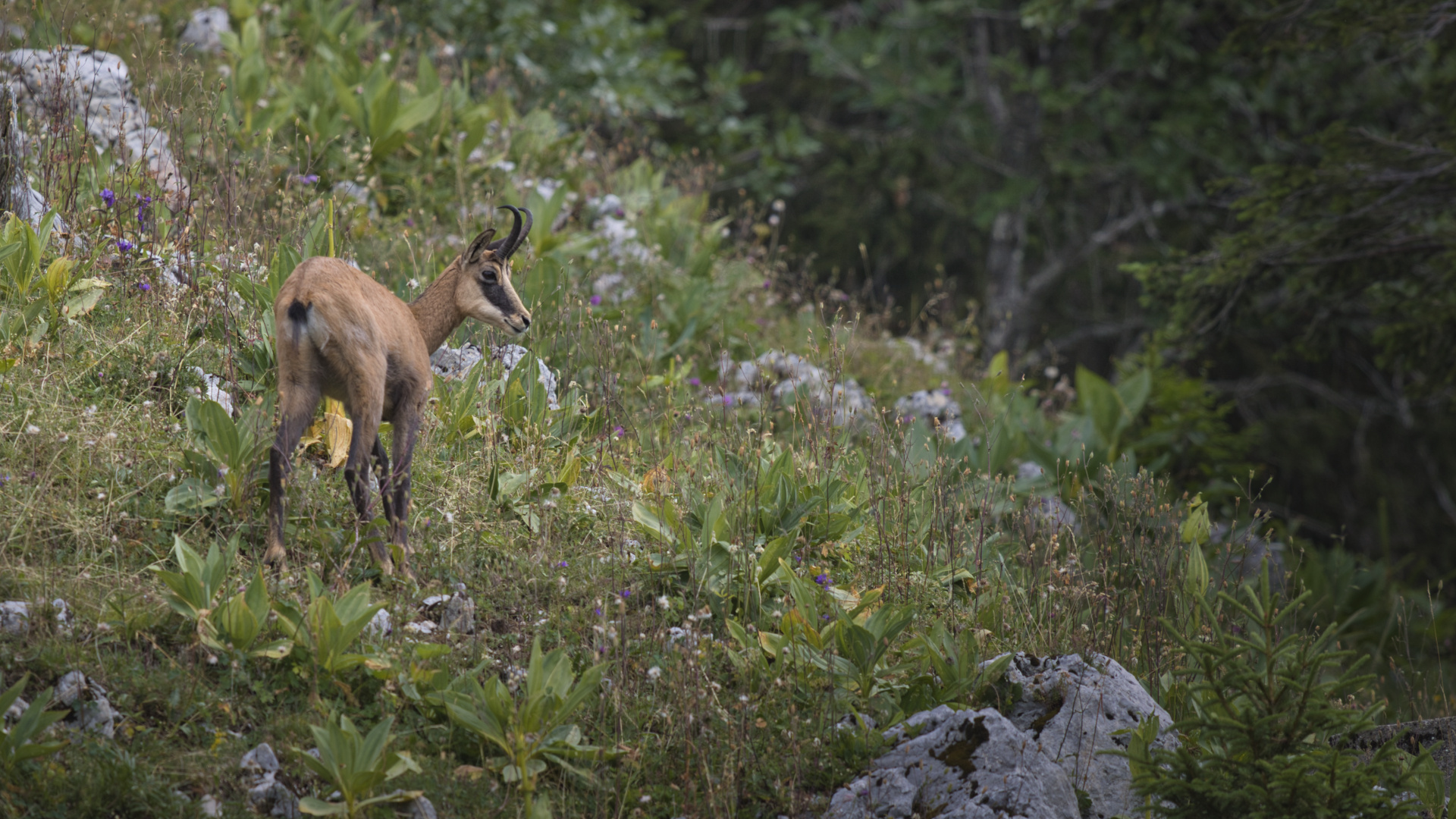 Chamois,