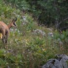 Chamois,