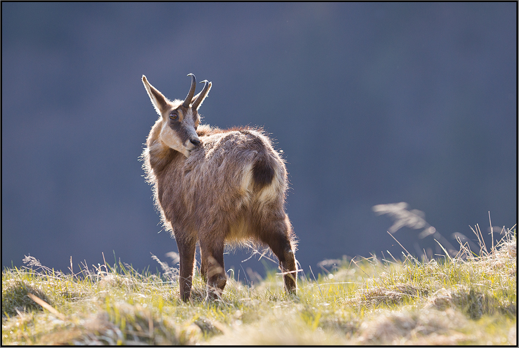 Chamois....