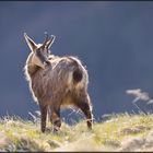 Chamois....