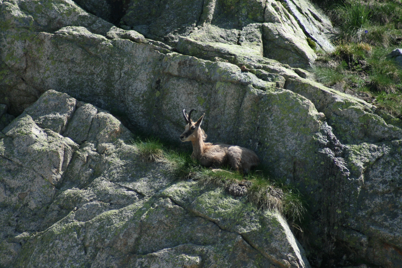 Chamois 2