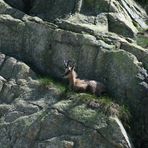 Chamois 2