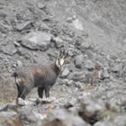 chamois 2