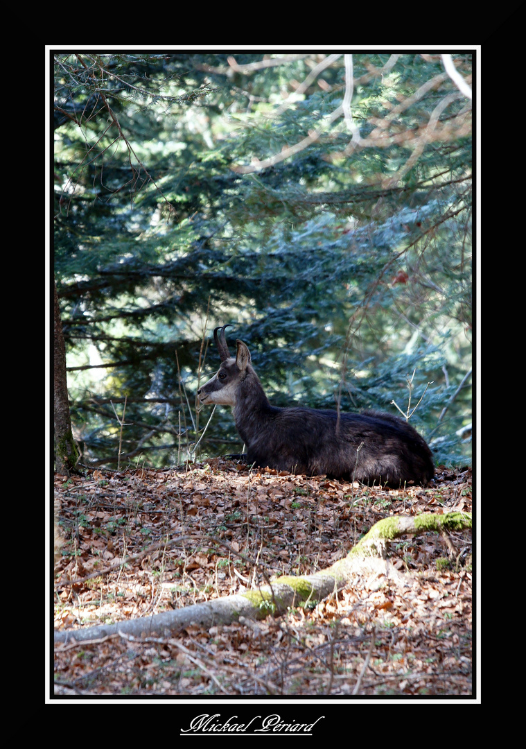 Chamois 2