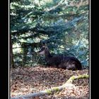 Chamois 2