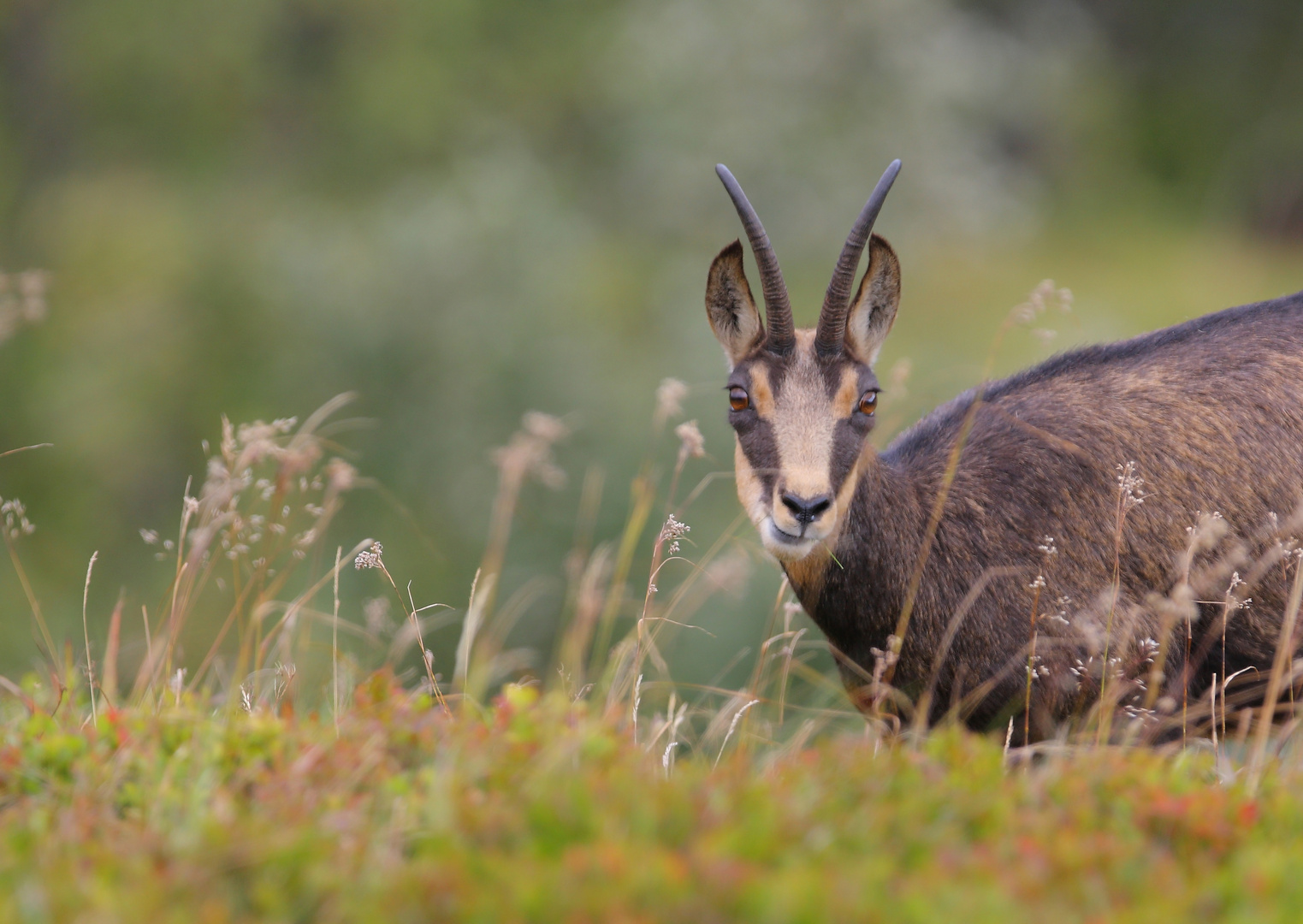 Chamois 2014