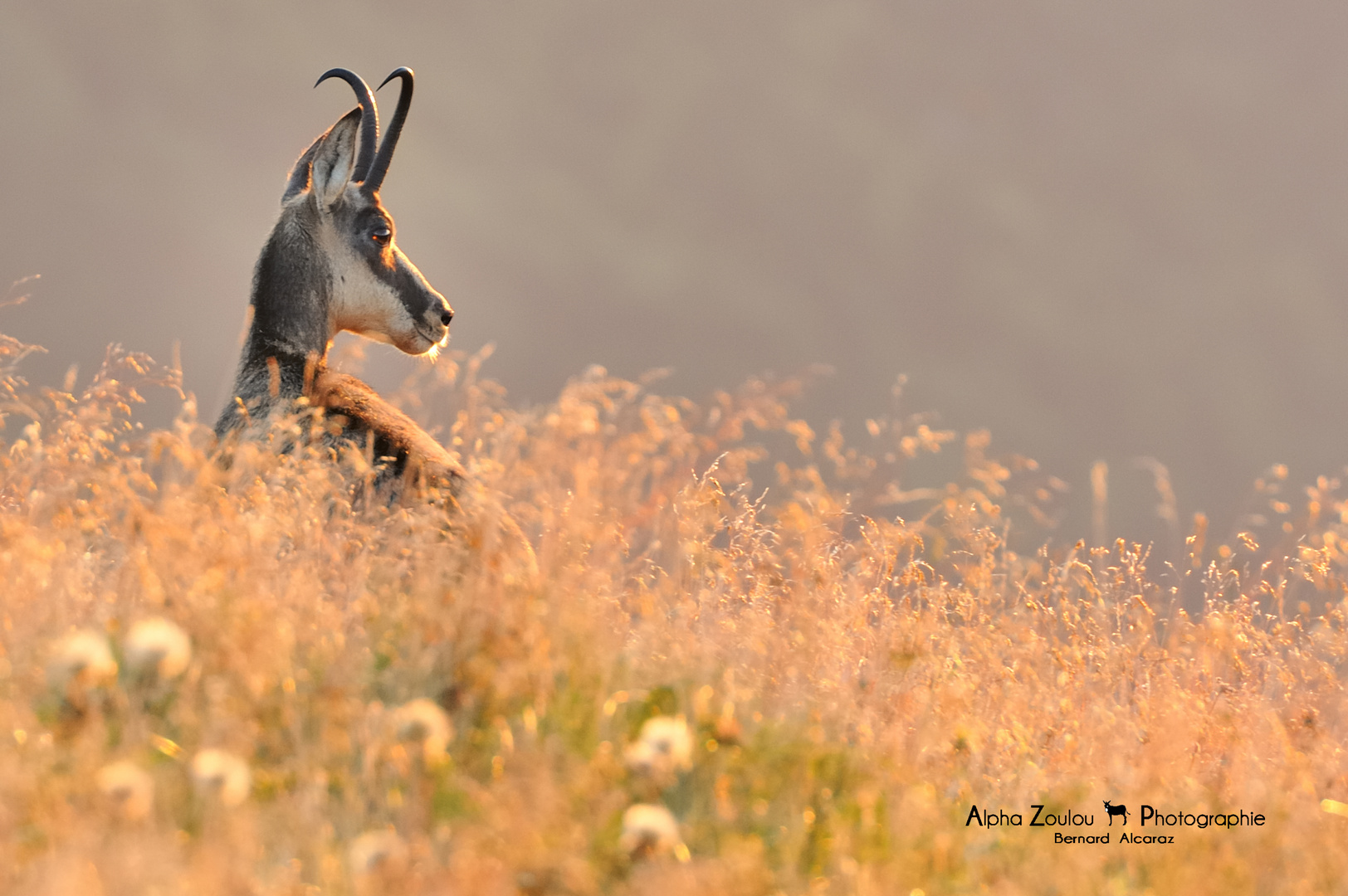 Chamois