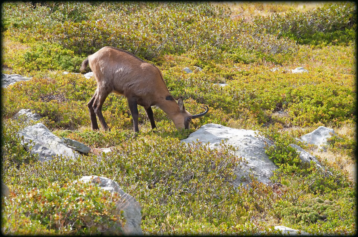 Chamois