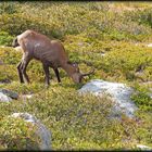 Chamois