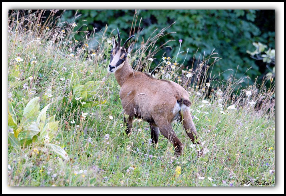 Chamois 3