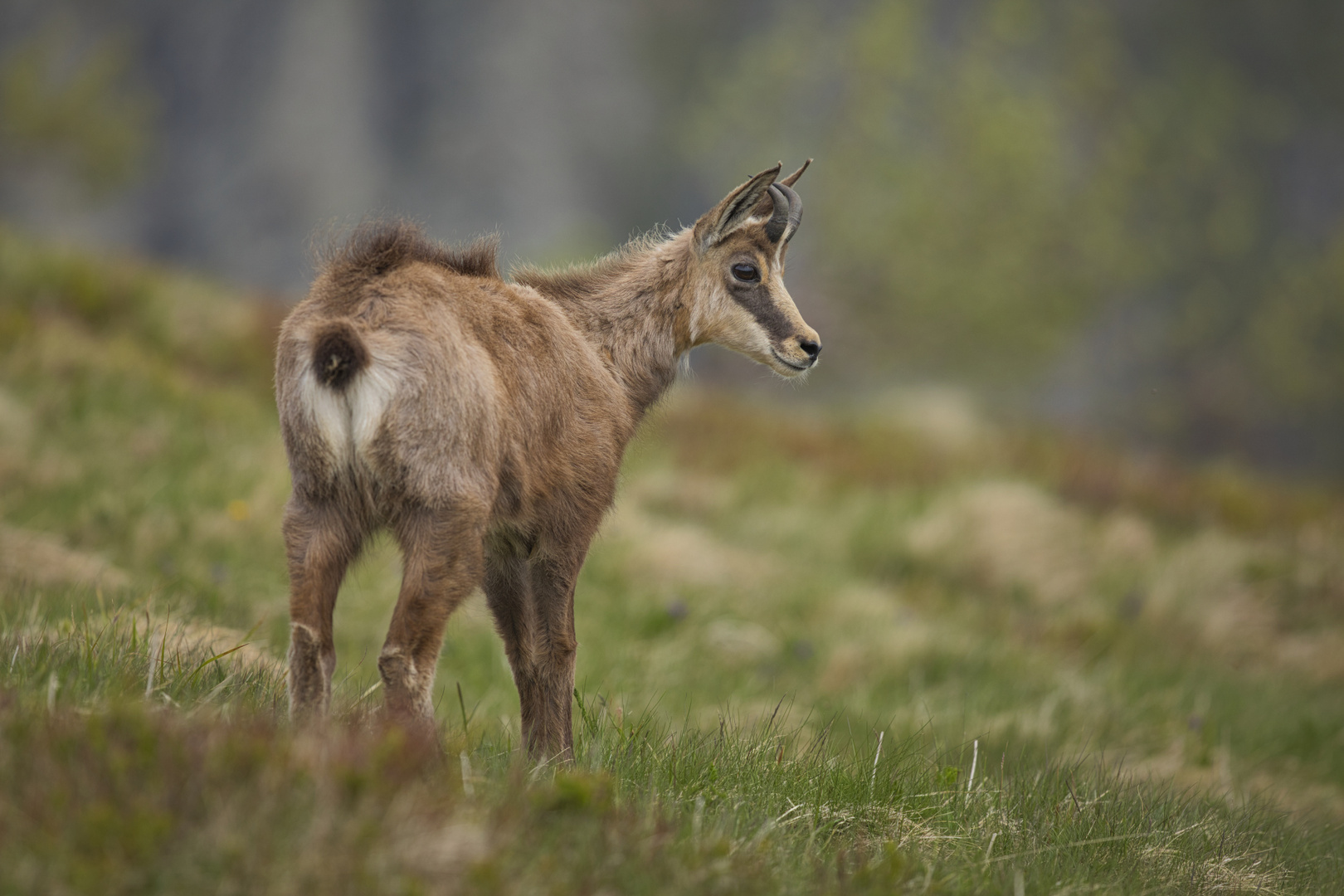 Chamois,