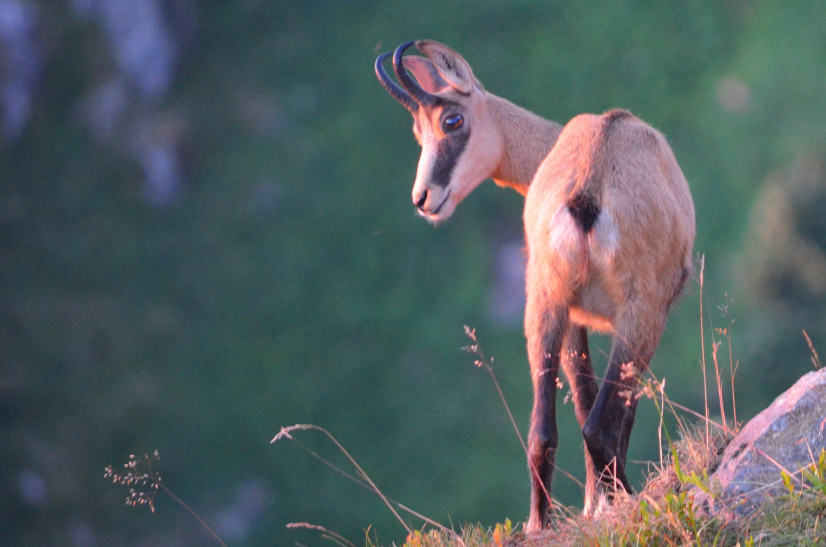 Chamois