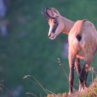 Chamois