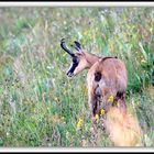 Chamois 4