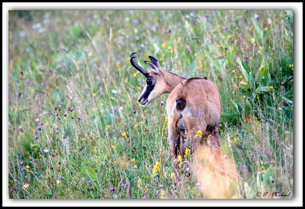 Chamois 4