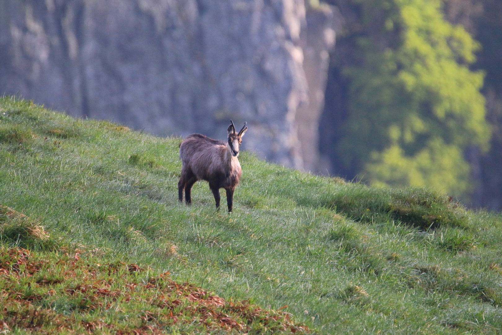 Chamois