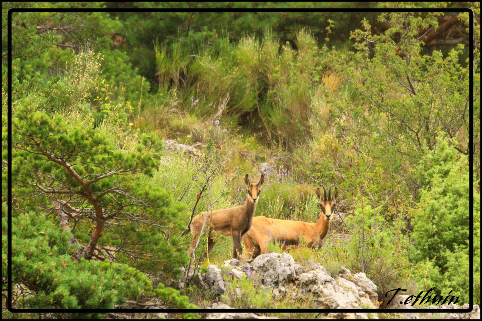 Chamois