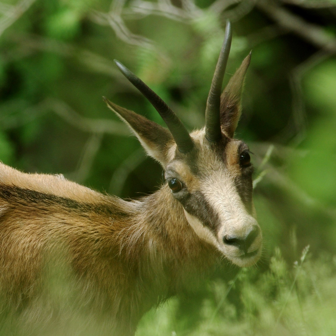 Chamois