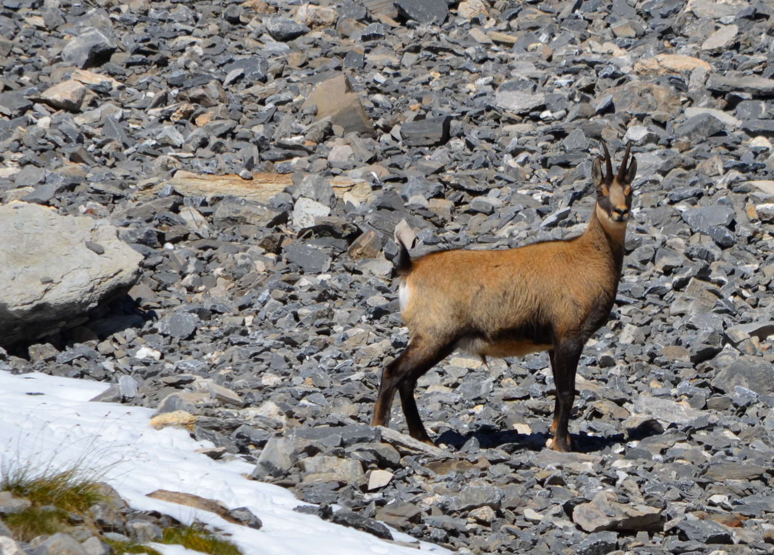 Chamois