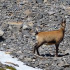 Chamois