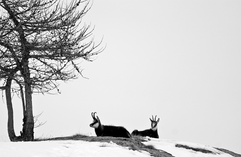 Chamois.