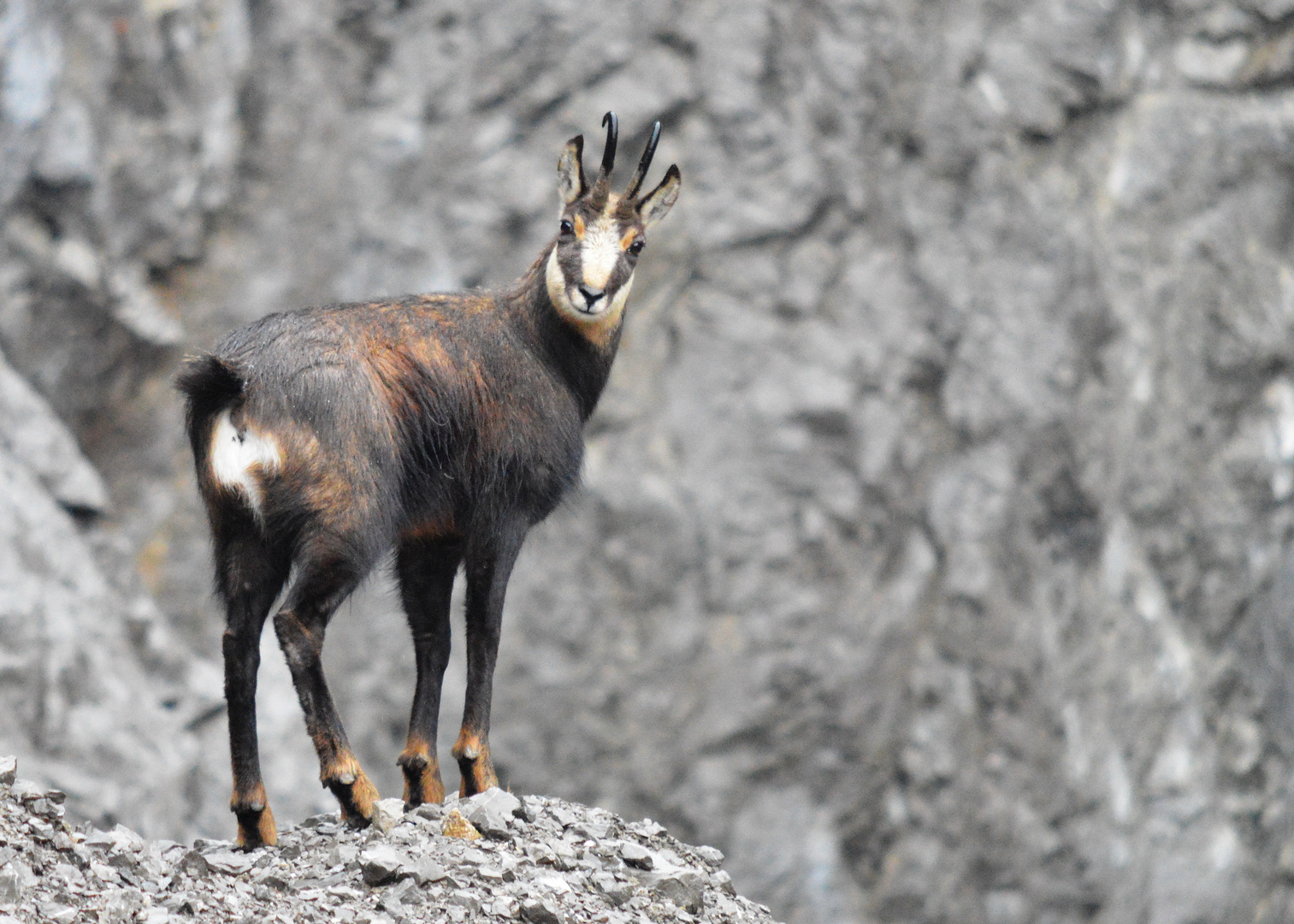 chamois