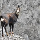 chamois