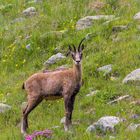 Chamois