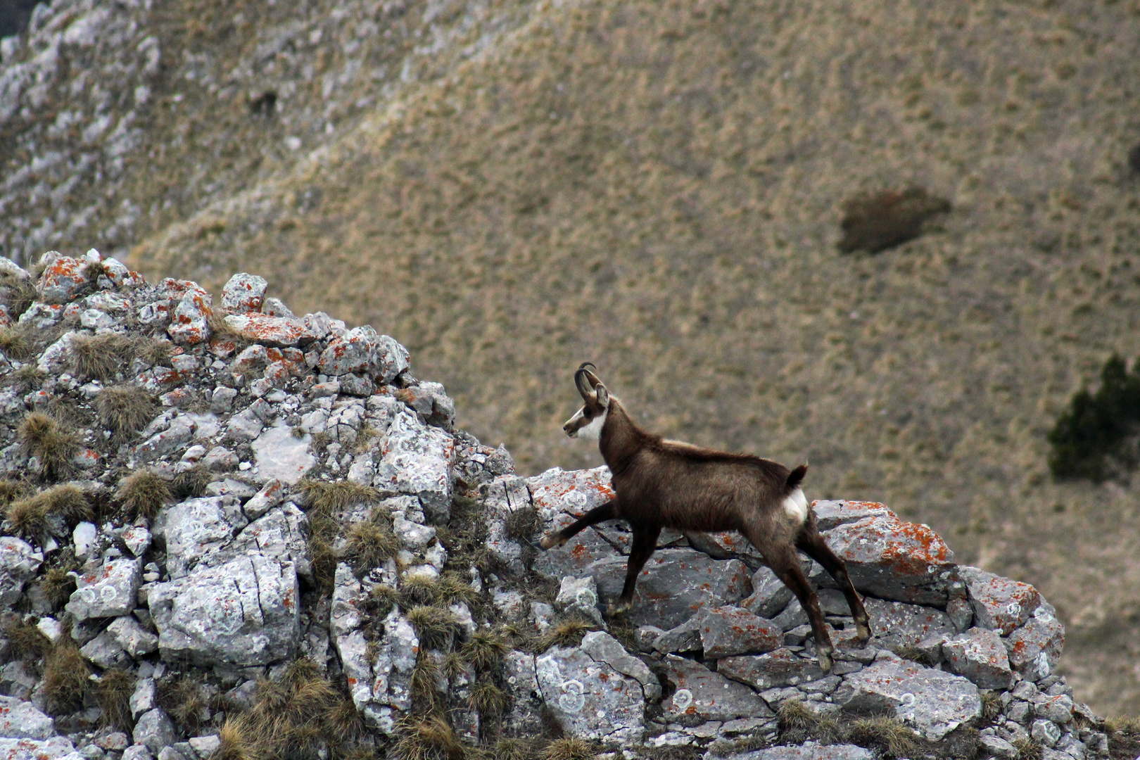 chamois