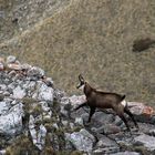 chamois