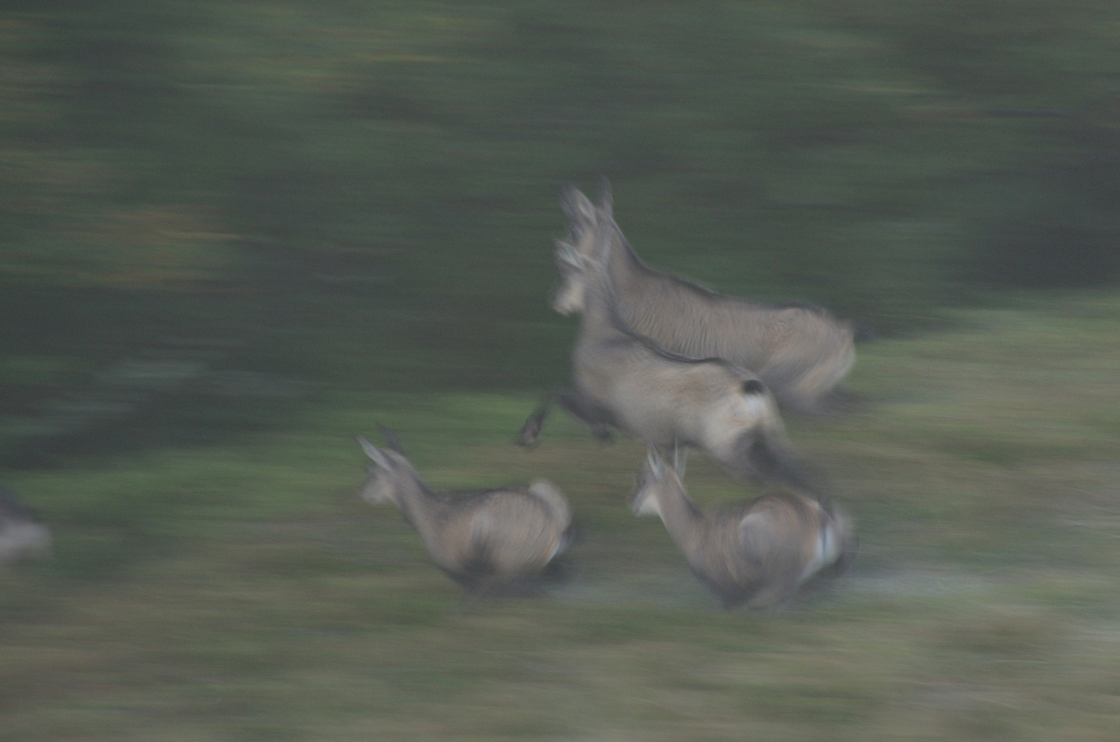 Chamois