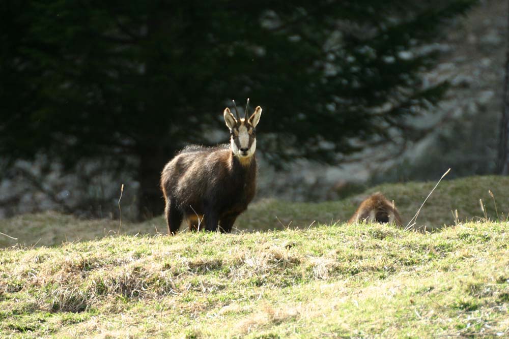 Chamois