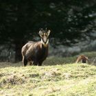 Chamois