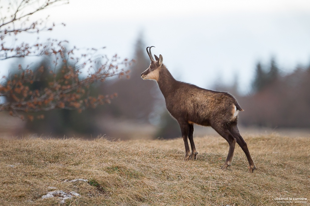 Chamois